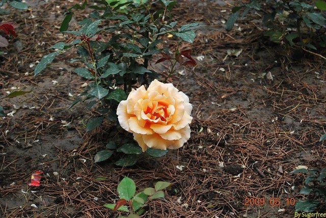 DSC_0268.jpg