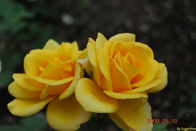 DSC_0275.jpg