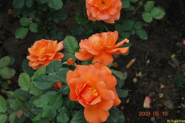 DSC_0203.jpg