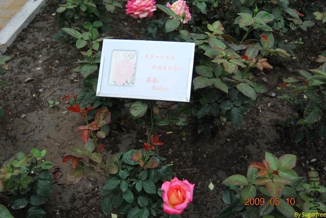 DSC_0223.jpg