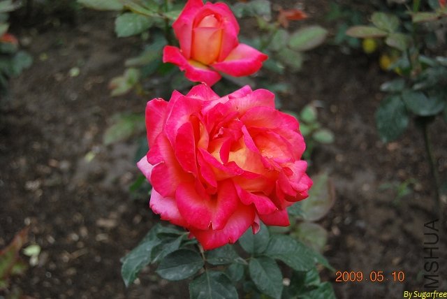 DSC_0224.jpg