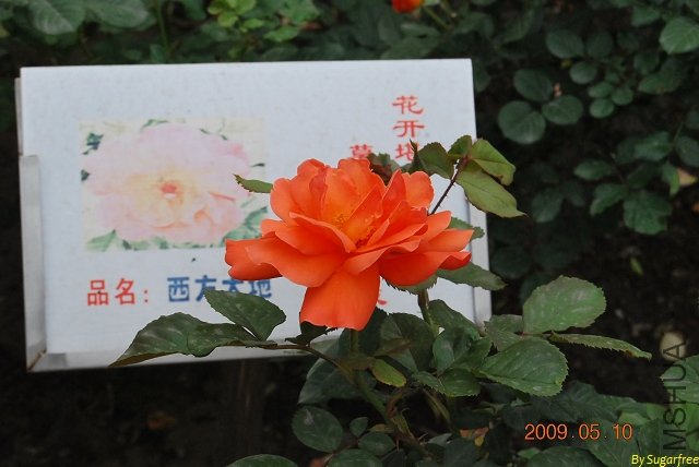 DSC_0202.jpg