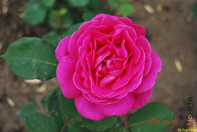 DSC_0285.jpg