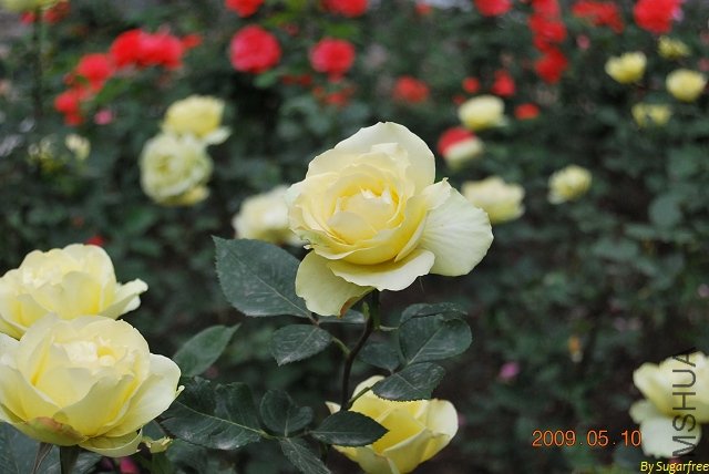 DSC_0265.jpg