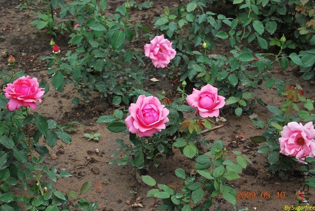 DSC_0239.jpg