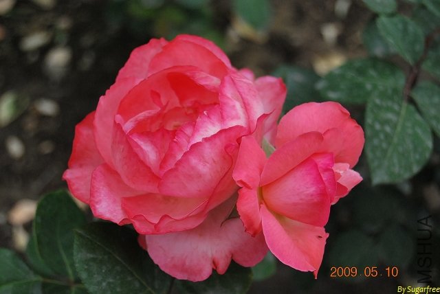 DSC_0236.jpg
