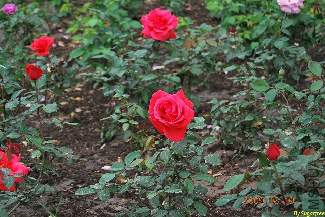 DSC_0296.jpg