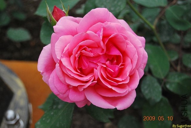 DSC_0249.jpg