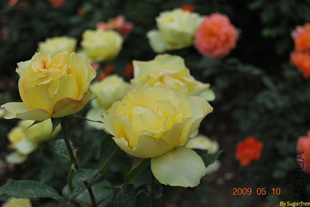 DSC_0204.jpg