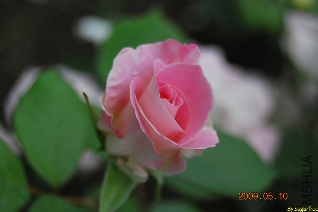 DSC_0233.jpg