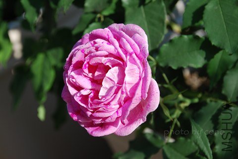 nEO_IMG_DSC_0447.jpg