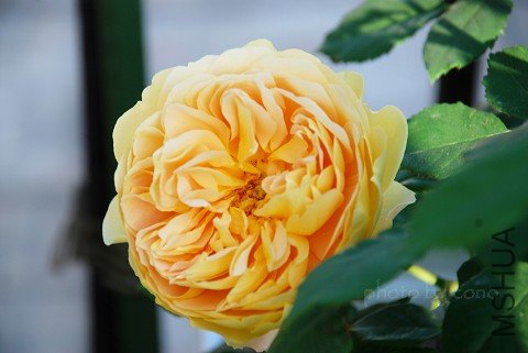 nEO_IMG_DSC_0343.jpg