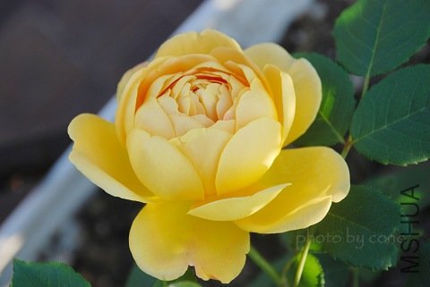 nEO_IMG_DSC_0335.jpg