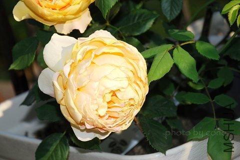 nEO_IMG_DSC_0330.jpg