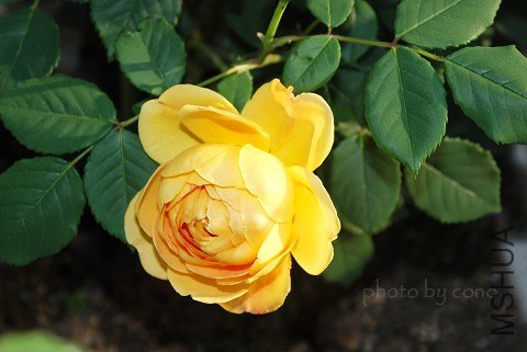 nEO_IMG_DSC_0348.jpg