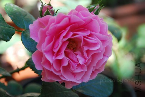 nEO_IMG_DSC_0453.jpg