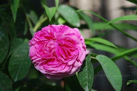 nEO_IMG_DSC_0466.jpg