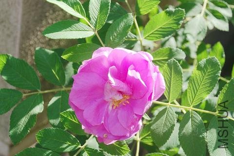 nEO_IMG_DSC_0475.jpg
