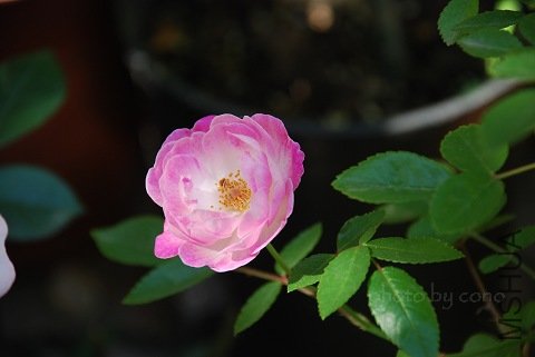 nEO_IMG_DSC_0482.jpg