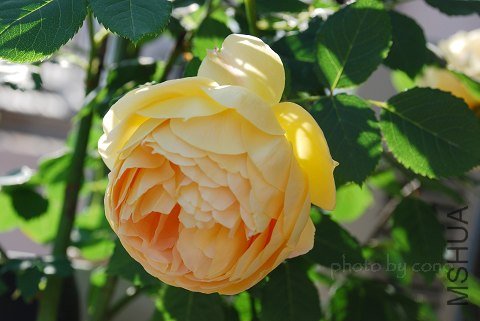nEO_IMG_DSC_0435.jpg