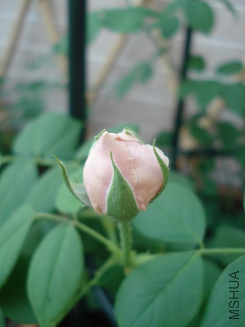 ���ֵ���һ��������������ܲ��ܴ�