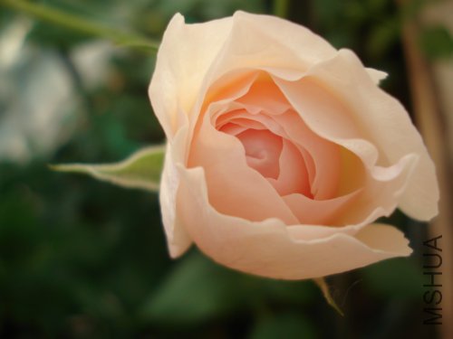 ������ϲ���Ų�