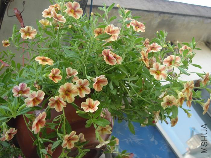 ������С DSC05968.JPG
