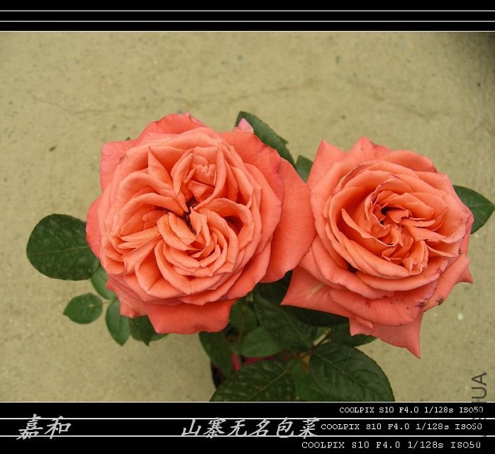 090304 826.jpg