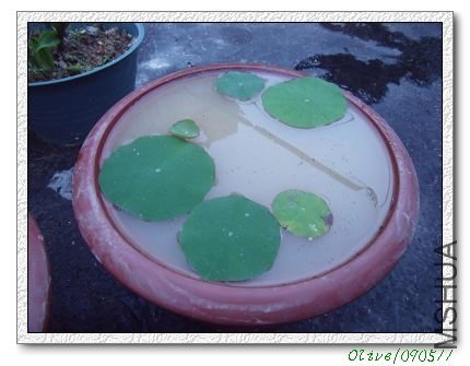 4�裨1�ã��·��裬�����Ȼ��չ����һƬ��Ҷ��