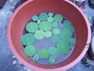 ���裨4�ã����ڳ�����ÿ��һ��Ҷ��״̬������˯�������ǶԲ������ˣ�