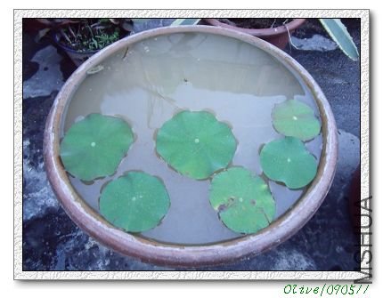 2�裨1�ã���ҳ�����Ϸ���������������ѿ�磬����Ҷ����