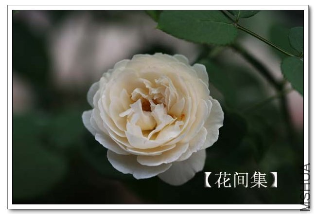 IMG_5383 ����.jpg