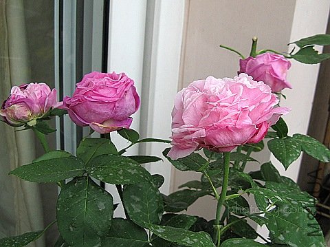 nEO_IMG_IMG_1015.jpg