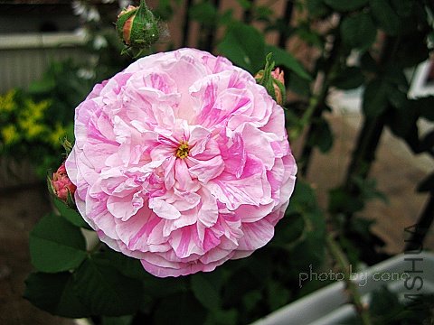 nEO_IMG_IMG_1018.jpg