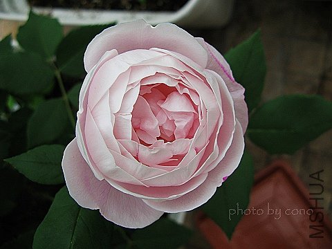 nEO_IMG_IMG_1024.jpg