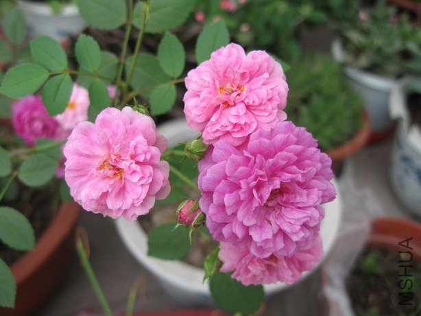 ��Ƭ 083_��С��С.jpg