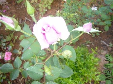 ��˿�������Ư������