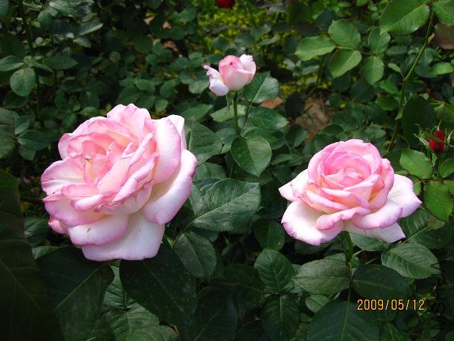 ��һ�ù�������