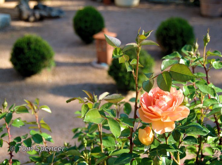 2008AprilPatAustinRoseWide.jpg