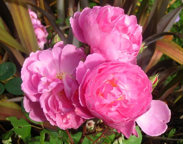 2003-pink-rose.jpg