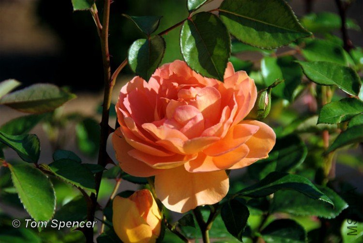 2008AprilPatAustinRoseCU.jpg