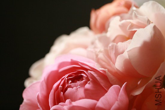 2300129-2-david-austin-rose-bouquet.jpg