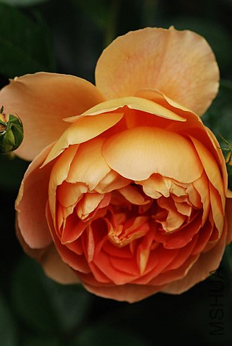 491856513_e93cc6426c.jpg
