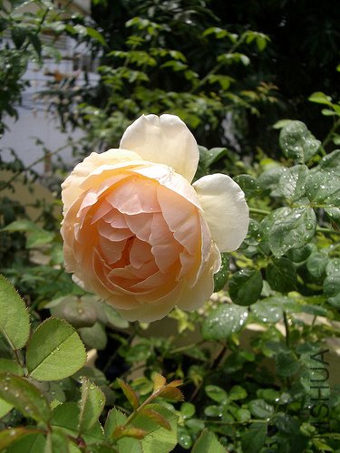 2714970181_54d30fdd01.jpg