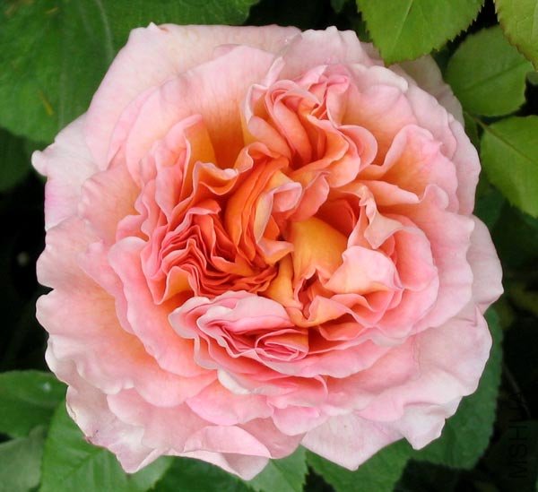 abraham-darby-rose.jpg