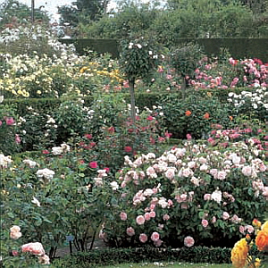 a_David_Austin_Roses.jpg