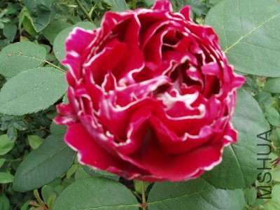 Baron Girod De L\'ain.jpg