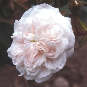 Blanche Moreau.jpg