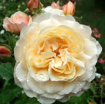 austin-english-rose.jpg