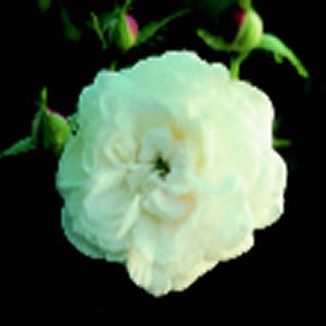 Boule De Neige.jpg